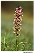 Spotted Frog Orchid hybrid